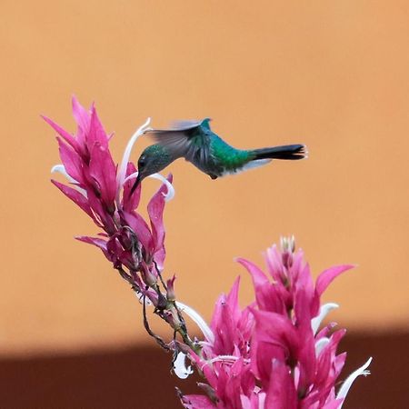 Finca Jardin Del Agua Sasaima Bagian luar foto