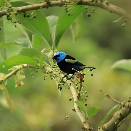 Finca Jardin Del Agua Sasaima Bagian luar foto