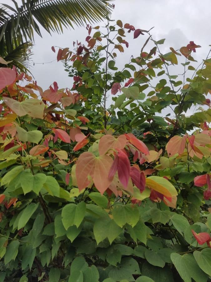 Finca Jardin Del Agua Sasaima Bagian luar foto