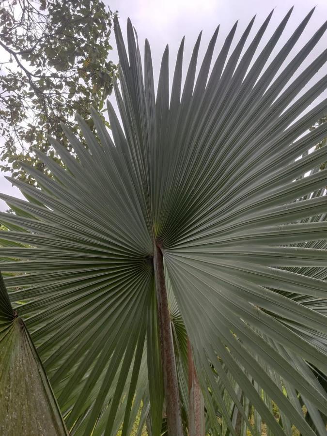 Finca Jardin Del Agua Sasaima Bagian luar foto
